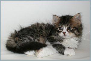 Female Siberian Kitten from Deedlebug Siberians